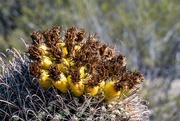 1st Feb 2023 - Arizona barrel cactus 