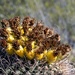 Arizona barrel cactus 