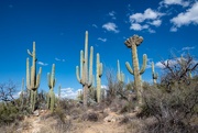 2nd Feb 2023 - Saguaros in the desert