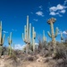 Saguaros in the desert