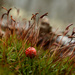 more moss by francoise