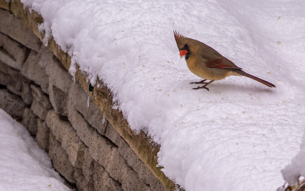 Cardinals Can Be Sweet by pdulis