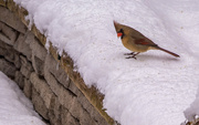 2nd Feb 2023 - Cardinals Can Be Sweet