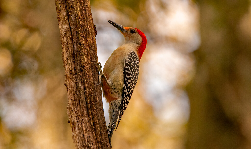 Mr Red-bellied Woodpecker! by rickster549