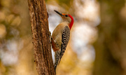 2nd Feb 2023 - Mr Red-bellied Woodpecker!