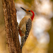Mr Red-bellied Woodpecker!