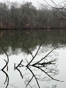 1st Feb 2023 - Submerged Tree