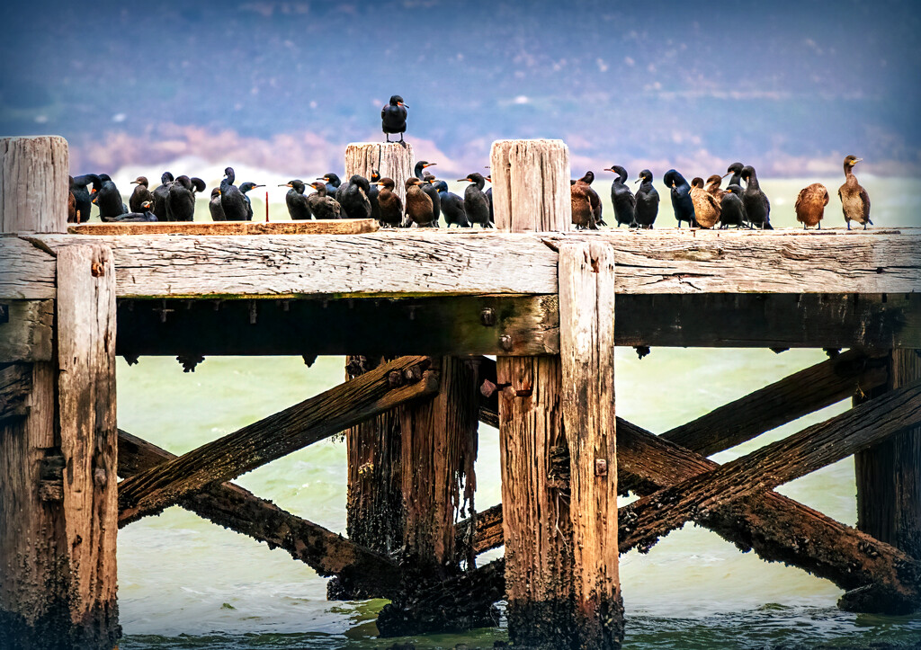 An overcrowded old jetty by ludwigsdiana