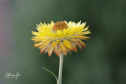 3rd Feb 2023 - paper daisy 
