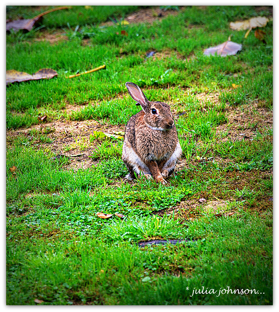 One Eared Rabbit by julzmaioro