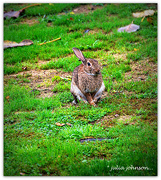 3rd Feb 2023 - One Eared Rabbit