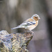 Chaffinch by pcoulson