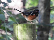 3rd Feb 2023 - Spotted Towhee 