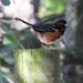 Spotted Towhee  by seattlite