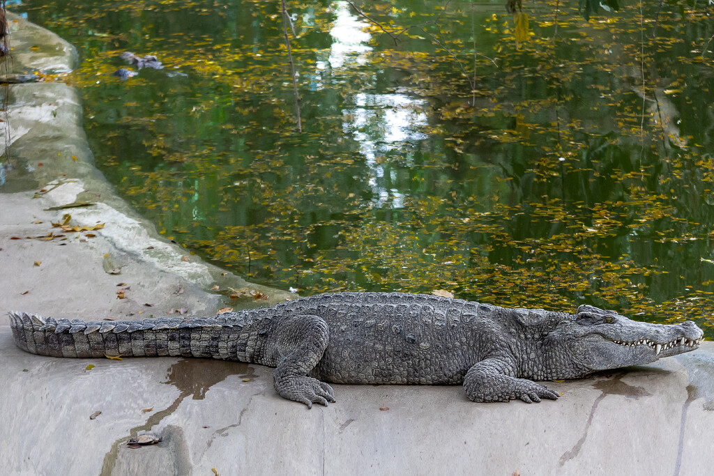 Crocodile  by lumpiniman