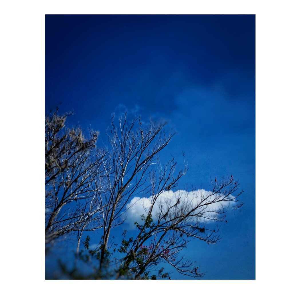 Cloud on tree  by joemuli