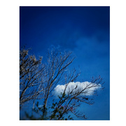 3rd Feb 2023 - Cloud on tree 