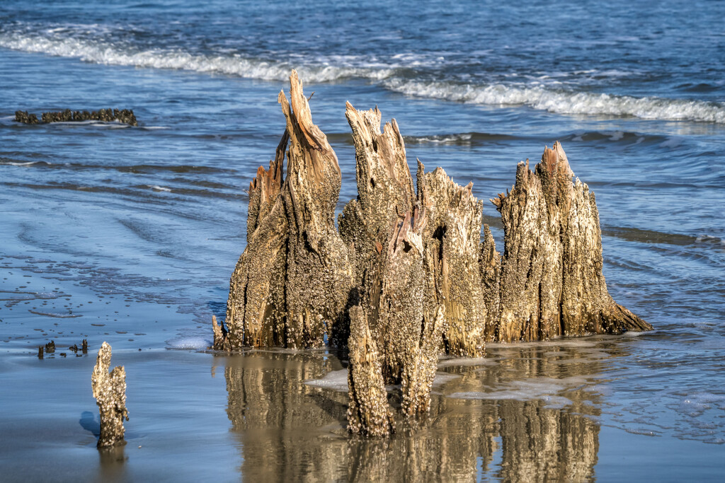 Sea Stumps by kvphoto