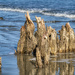 Sea Stumps