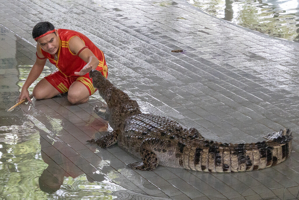 Crocodile Show by lumpiniman
