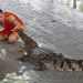 Crocodile Show by lumpiniman