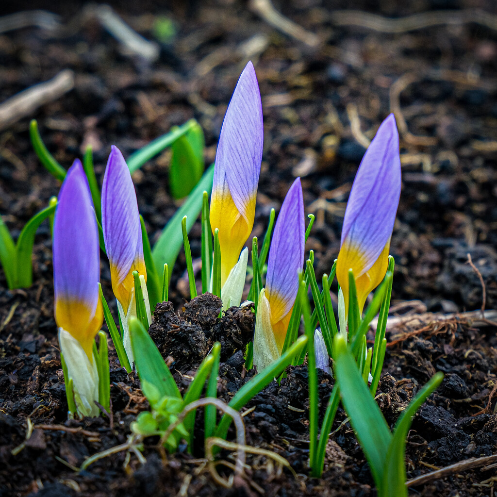 Why are purple crocuses always the first? by 365nick