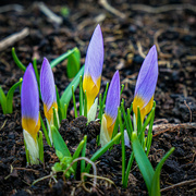 1st Feb 2023 - Why are purple crocuses always the first?