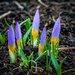 Why are purple crocuses always the first?
