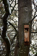 2nd Feb 2023 - It was supposed to be an owl house