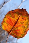 5th Jan 2023 - Autumn Holdout in the Dead of Winter