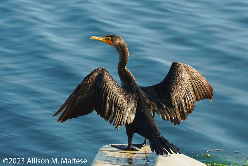 Double Crested Cormorant by falcon11