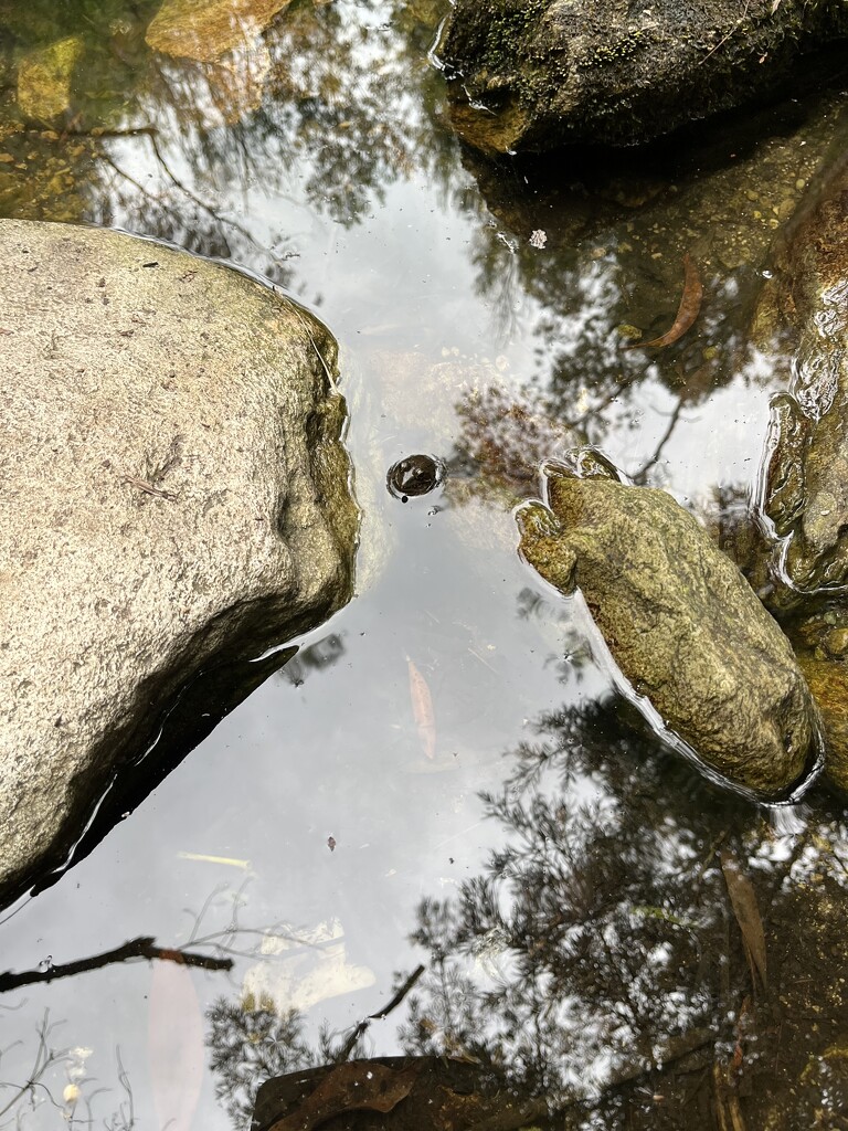 Spot the frog by lmsa