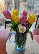 3rd Feb 2023 - Tulips 