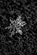 26th Jan 2023 - Snowflake