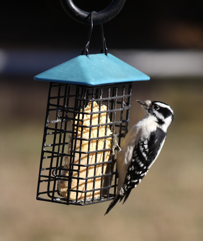 Downy Woodpecker by essiesue
