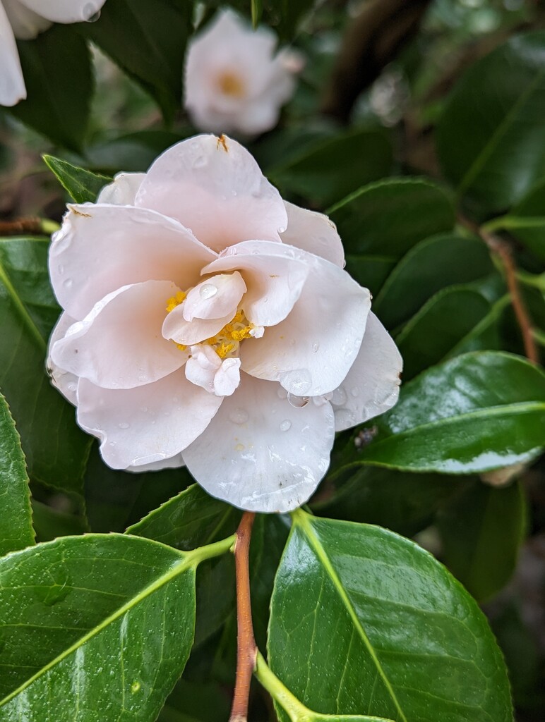 Camelia After Rain by kathybc