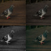 Pigeon dancing through edits by bizziebeeme