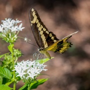 3rd Feb 2023 - Giant Swallowtail Butterfly