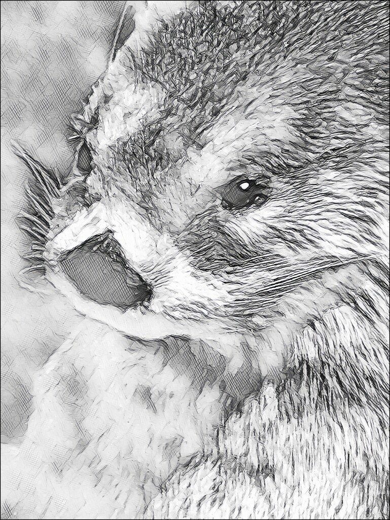 Otter Sketch by olivetreeann