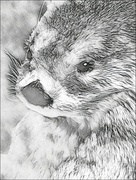 3rd Feb 2023 - Otter Sketch
