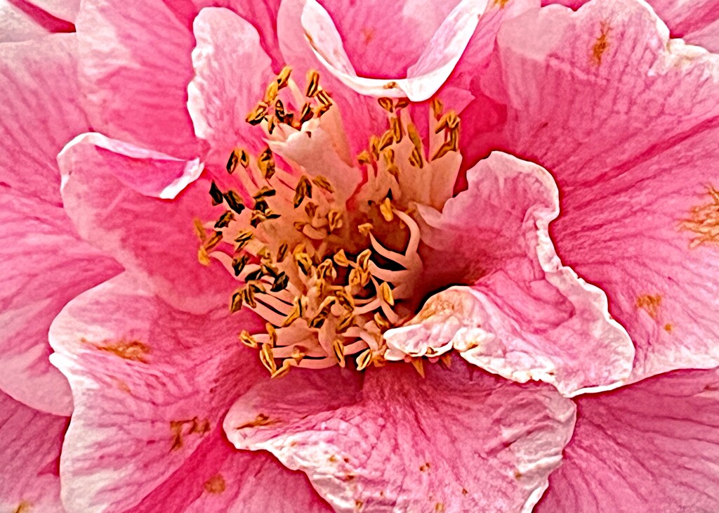 The intricacy of camellias by congaree