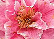 3rd Feb 2023 - The intricacy of camellias