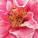 The intricacy of camellias by congaree