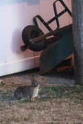 3rd Feb 2023 - no deer in my yard, just rabbits