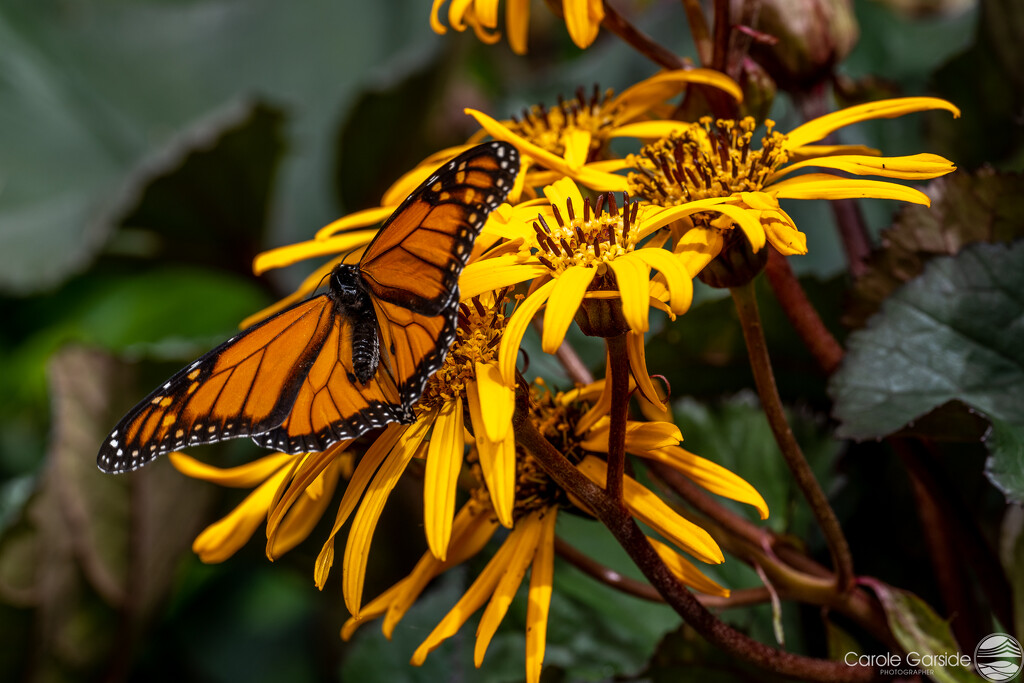 Monarch butterfly by yorkshirekiwi
