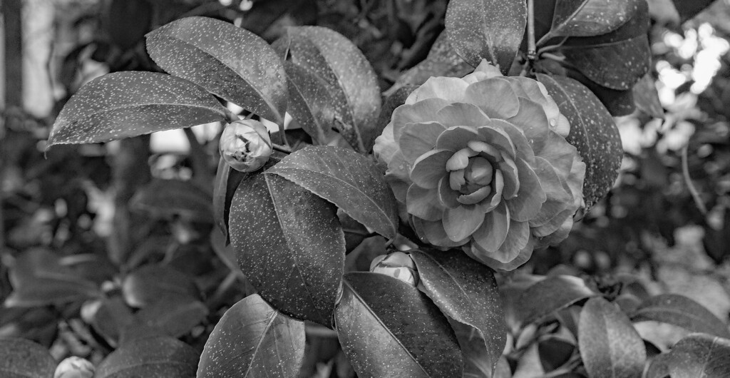 Camelia Flower, in Black & White! by rickster549