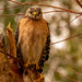 Red Shouldered Hawk! by rickster549
