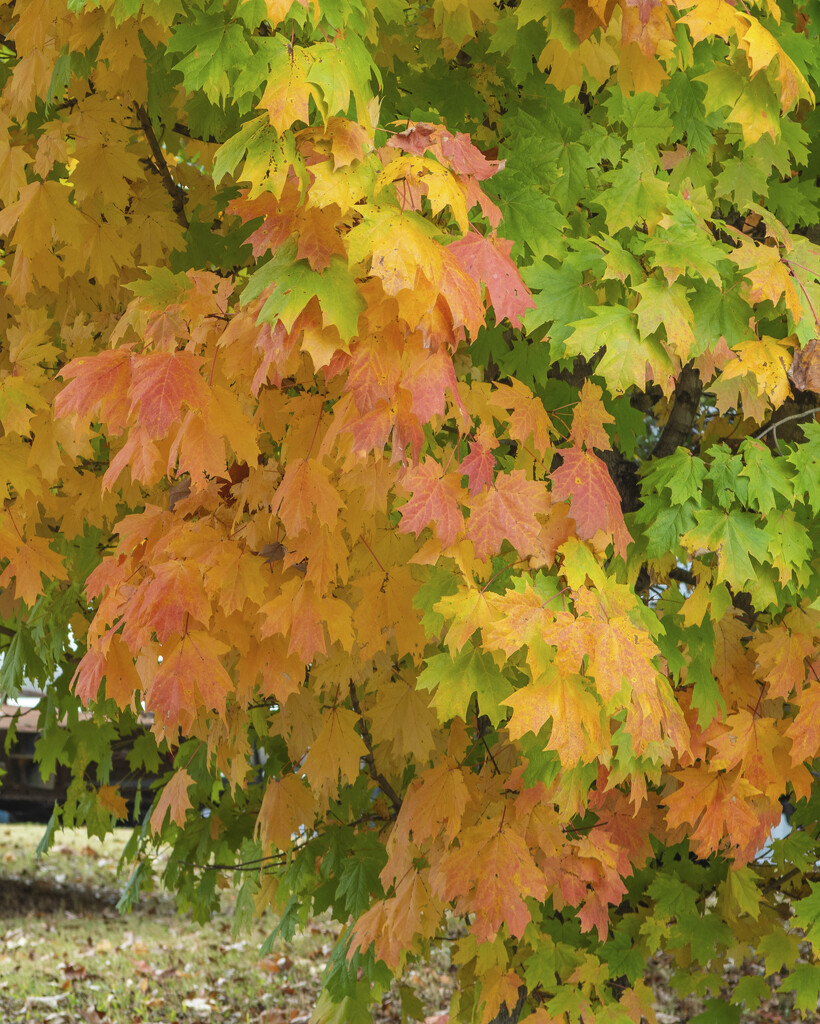 Fall Tree by jifletcher