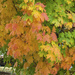 Fall Tree by jifletcher