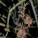 Narrowleaf agave by sandlily